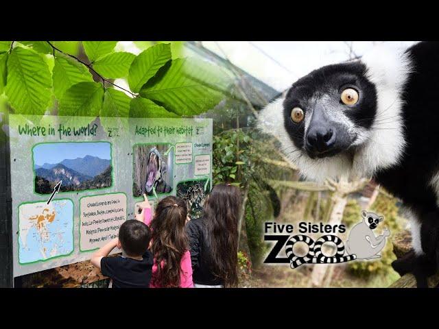 VLOG : Visit Five Sisters Zoo in Scotland #visitscotland #rescueanimals