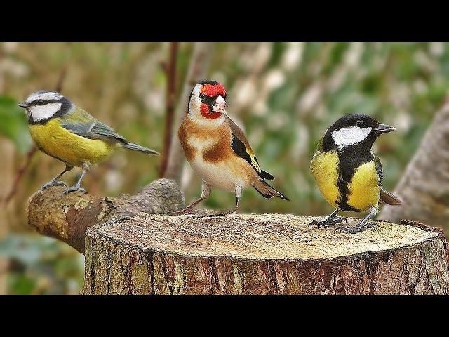 Bird Sounds Spectacular : Morning Bird Sound