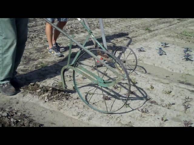 Using a Wheelhoe  -- Shared Legacy Farms CSA