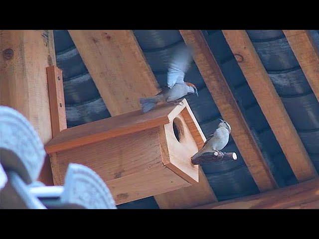 Making wooden birdhouses for my bird neighbors｜Carpenter Anxu