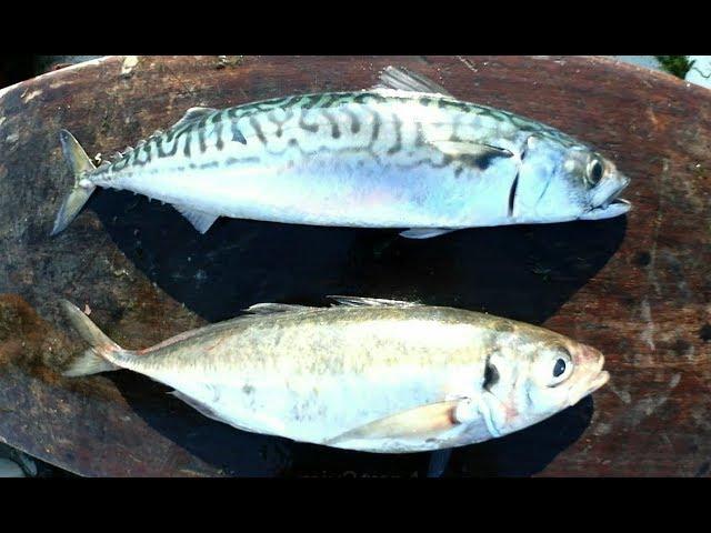 Fishing Mix 2 - Mackerel, Horse Mackerel & Jellyfish