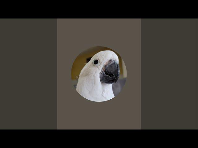 cockatoo sisu is live!