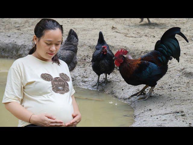 6 Months Pregnant: Daily Life of Pregnant Mothers With Animal Farms - Ly Thi Ca