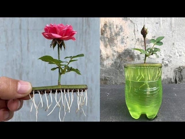 Rose plant || how to grow rose  secret tips