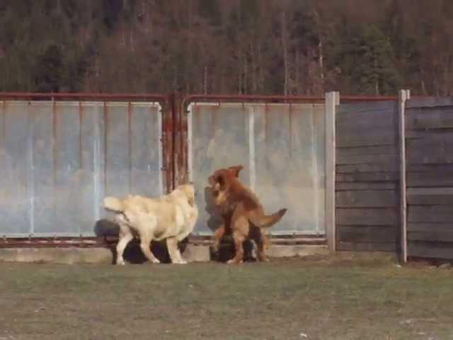 102 kg heavy Dali de la Aljabara guarding