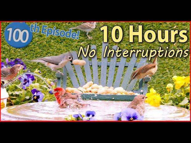 10 Hours  Cat TV  No Ad Interruptions!  @LensMyth Bluebirds and Songbirds Video for Cats