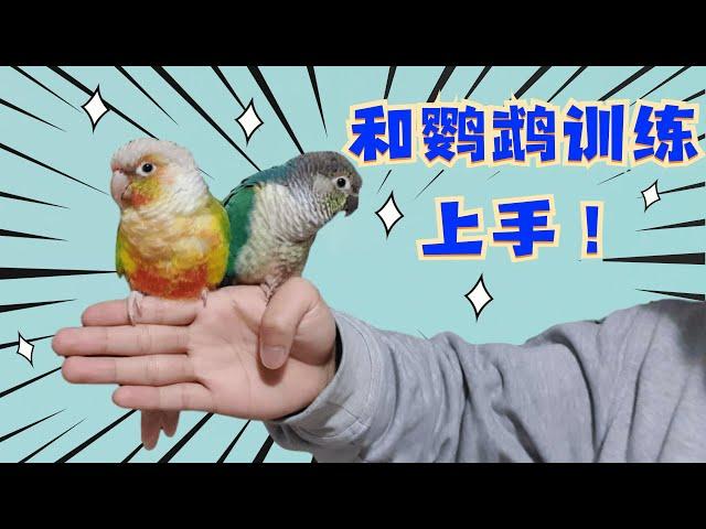 怎麼讓鸚鵡上手 | 從零開始和鸚鵡練上手【酷檀子小太陽】