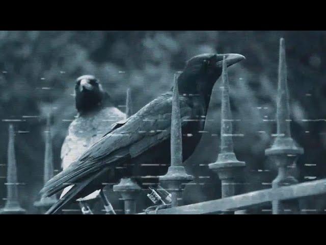 Of Blood and Wine - Crows of Detroit (Official Music Video) 2024