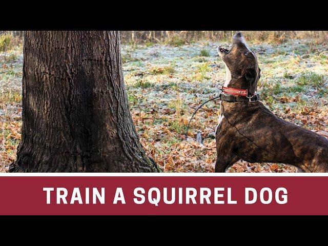 How to Train a Squirrel Dog || How to train a squirrel dog pup || How to train a feist squirrel dog