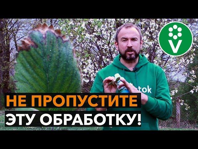 Эта БОЛЕЗНЬ КЛУБНИКИ может оставить вас БЕЗ УРОЖАЯ!