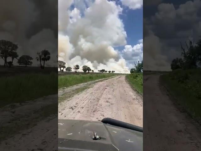 Prescribed burn 7-20-24 okeechobee fl #floridacracker #wildflorida #conservation #forester