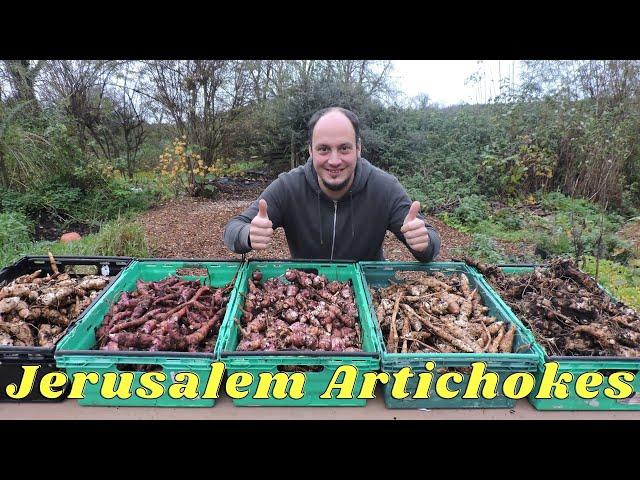 How to Harvest & Plant Jerusalem Artichokes (Sunchokes) 5 Varieties