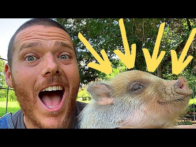 How to Train Your Pet Mini-Pig | Make Your Pig Calm & Friendly | Easy & Fast Swine Training Method