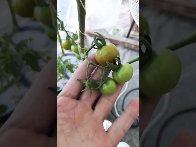 El Tamaño de estos TOMATES CHERRYS