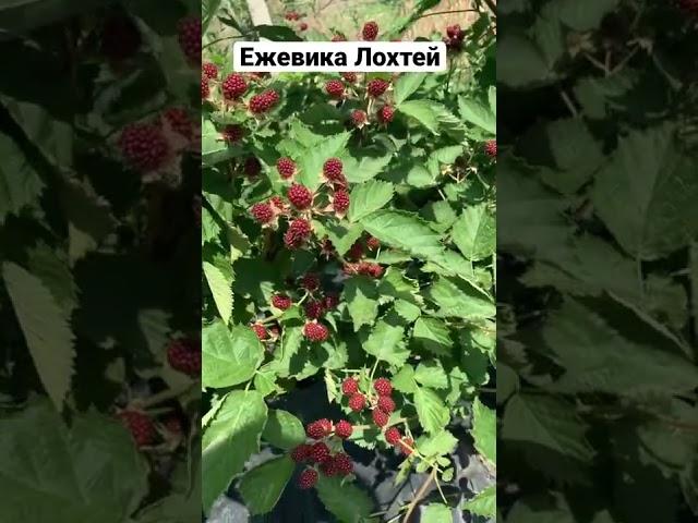 Самые урожайные сорта ежевики ежевика без шипов