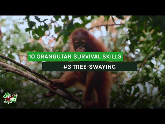 Orang-Utan Survival Skills: Lektion 3 - Elegantes Hangeln von Baum zu Baum