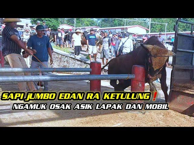 SAPI JUMBO EDAN RA KETULUNG️NGAMUK OSAK ASIK LAPAK DAN MOBIL