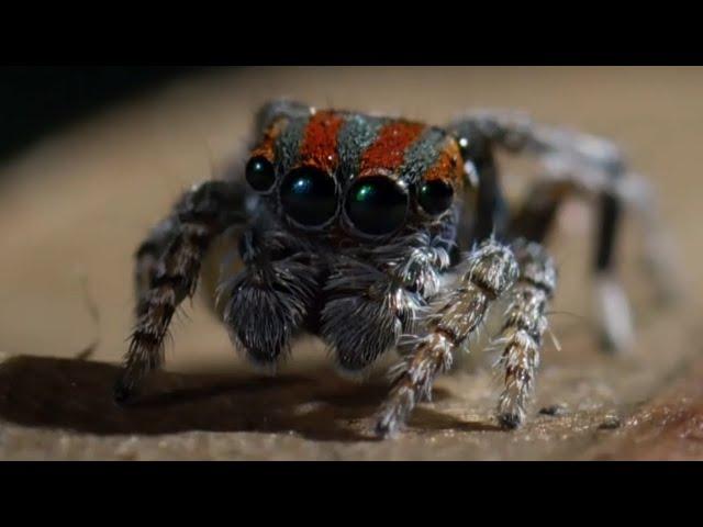 Best Spider Moments | Top 5 | BBC Earth