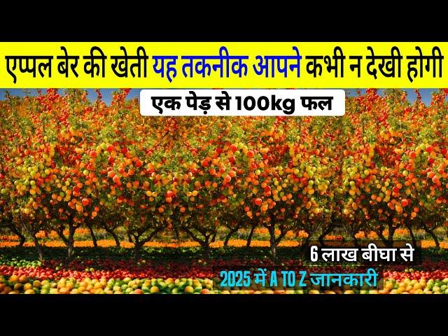 Thai Green apple ber | Apple ber ki kheti | बाल सुंदरी एप्पल बेरapple ber harvesting A to Z jankari