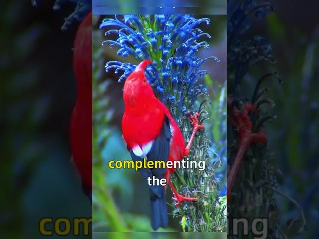 Rare Beauty: A Bird With Red Colored Bill: Hawaiian Honeycreeper :The 'I'iwi #birdwatching #rarebird