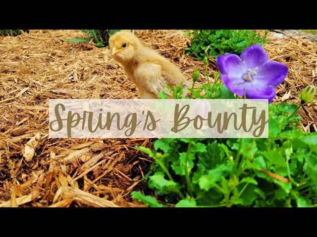 Amateur Gardening and Chick Hatching on the Homestead