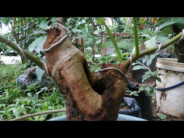 Bahan bonsai loa gunung