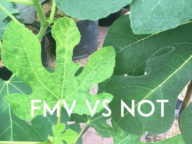 Fig Mosaic Virus: Is it a Problem!?