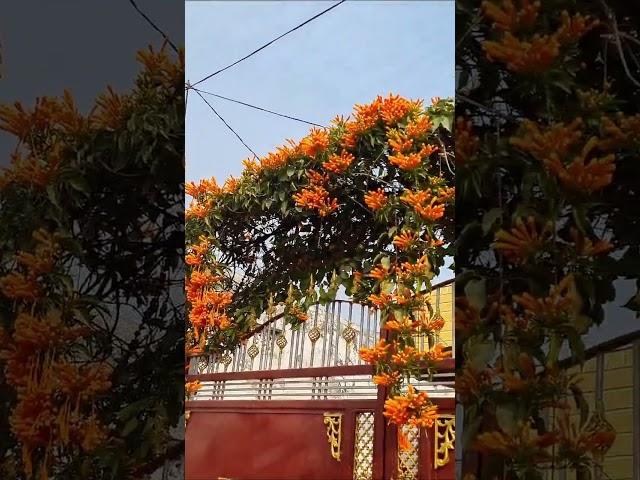 Beautiful flowers Venustha creeper plant trending#viral#short#gardening #video️