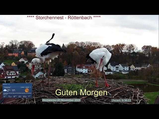 2024 11 20 Storchennest Röttenbach, Guten Morgen, die Röttis machen Ausbesserung am Nest