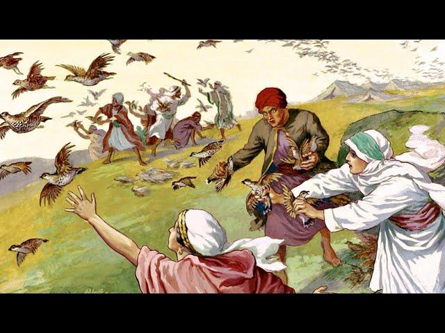 What Were The Manna And Quail Mentioned In The Bible?