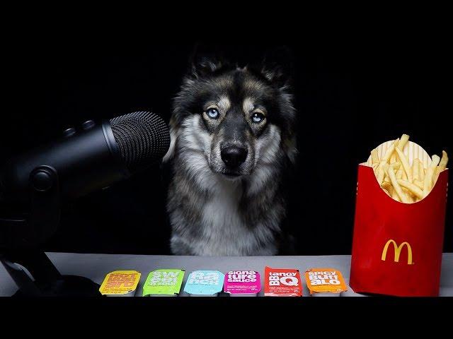 ASMR Dog Reviews McDonalds Sauces!