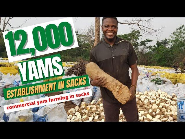 COMMERCIAL YAM FARMING IN SACKS/  Step by step process how to plant yam in bags/ 12,000 yams in sack