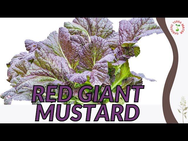 "RED GIANT" MUSTARD Information and Growing Tips! (