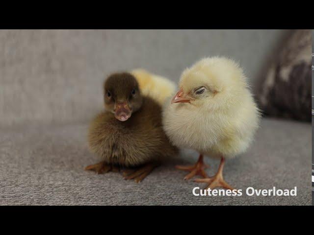 Cute Baby Chicks Meet Duckling Friend