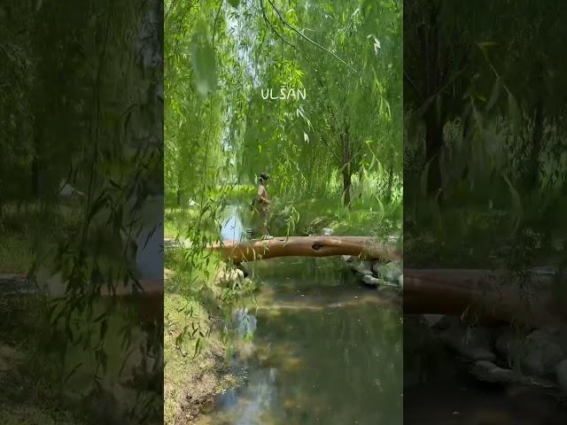 울산 북구 새로운 포토존 버드나무 연암정원 #울산 #울산여행