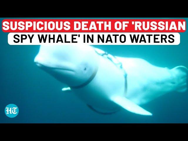 Famous 'Russian Spy Whale' Found Dead In NATO Nation Waters: Who Killed Hvaldimir? | Norway, Ukraine