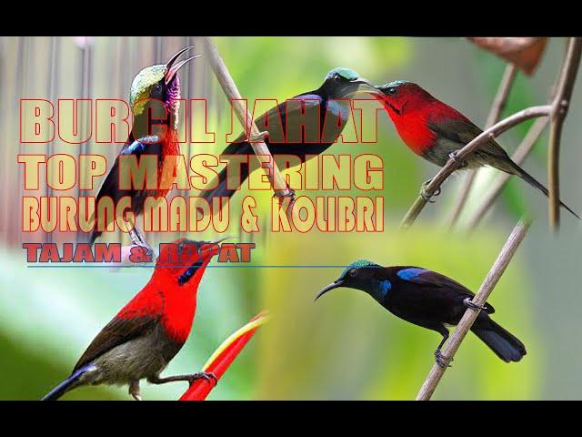 MASTERAN BURUNG KECIL | KONIN, SEPAH RAJA, BLACK SUN BIRD | KONIN GACOR