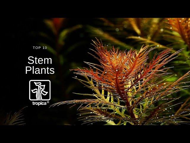 Top 10 Beautiful Aquarium Stem Plants