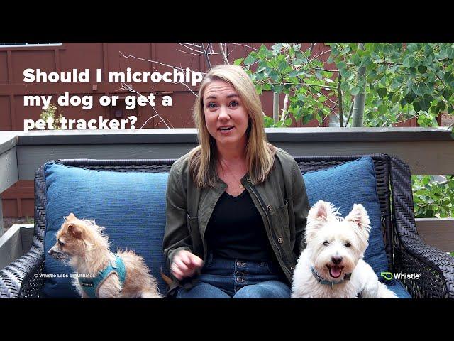 Which is better - the Microchip or the GPS Tracker? | The Whistle Scoop