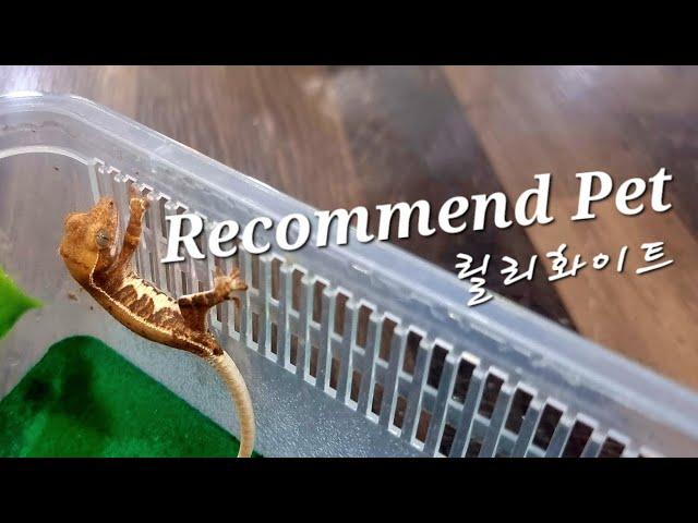 저렴하지만 이쁜 릴리화이트 딱 5마리 선별해봤습니다