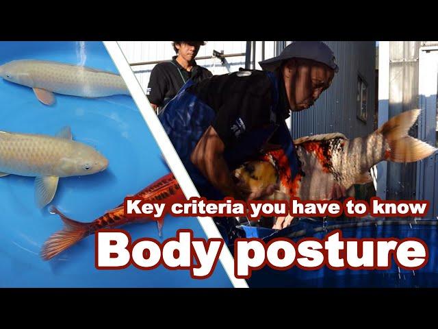 Selecting KOI with a strong BODY POSTURE | Big Koi Fish