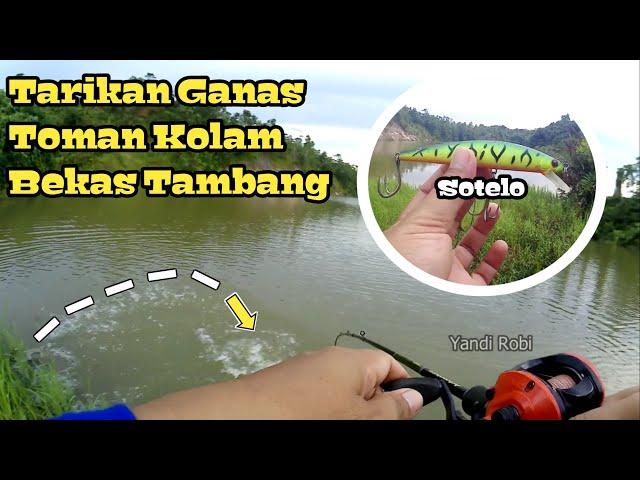 Mancing Toman Pakai Minnow Sambarannya Dekat Banget Bikin Deg Degan