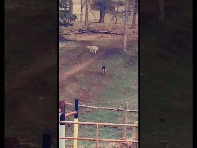 Wolf chasing a German shepherd  #shorts