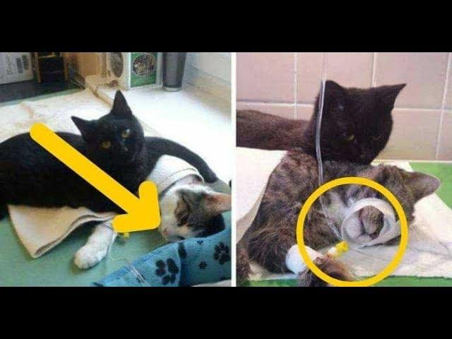 Loving Nurse Cat From Poland Gently Looks After Other Animals At Animal Shelter