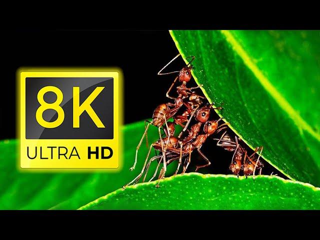 What is the 8K Macro World? - Life in Macro in 8K ULTRA HD / 8K TV ( 1000 FPS )