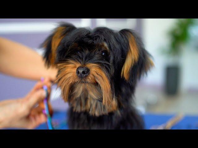 4 MONTH OLD YORKSHIRE PUPPY, FIRST GROOMING ️️ so lovely!!