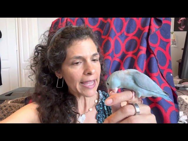 Are #Parrotlet #Parrots Easy To Tame? #parrot_bliss #parrot