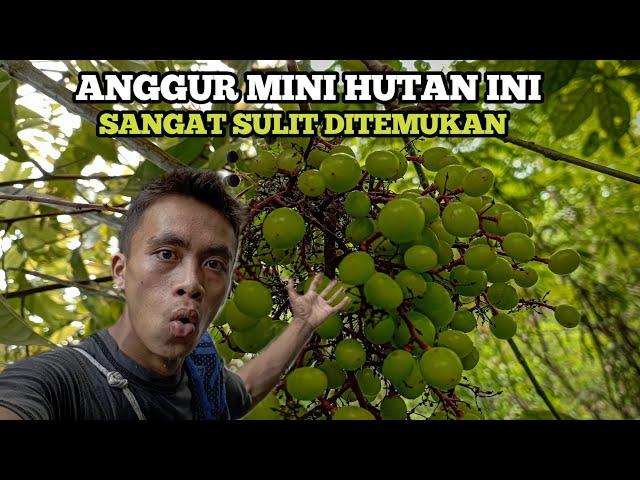 Berpetualang mencari buah buahan di hutan suku Baduy & menemukan buah anggur mini