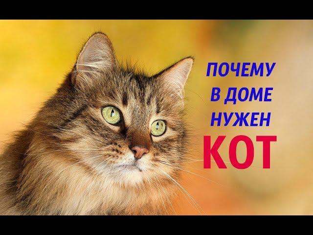 19 причин почему нужен кот в доме