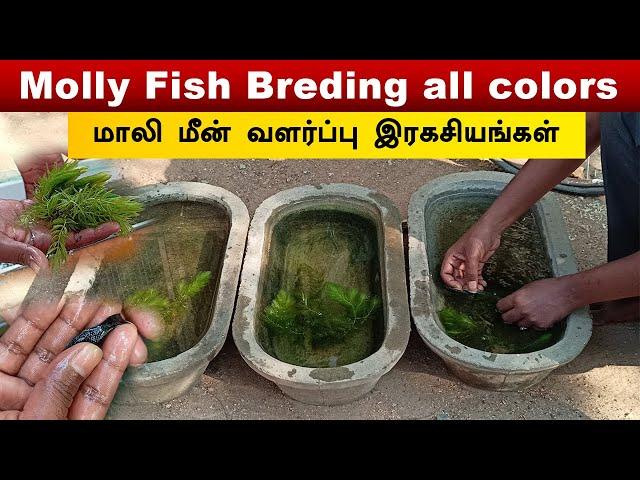 Molly fish breeding 3 colors | Vedha Fish Farm